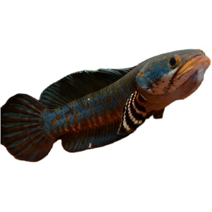 幻彩红宝石酒红雷龙鱼苗金石幻彩jk红坦克雷龙合集新手包邮