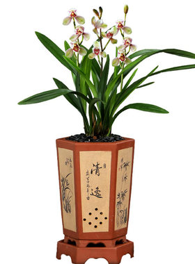 阳台窗台四季四季兰君荷