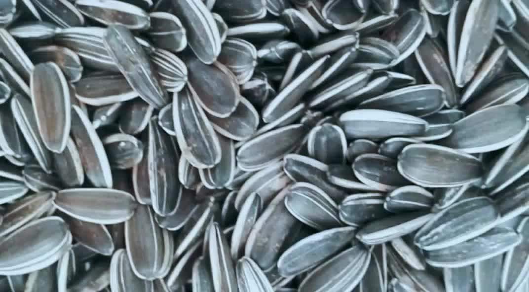 China Supplier Hybrid Turkish Sunflower Seed Ton Price Buy Sunflower