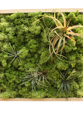 北欧装饰画空气凤梨永生苔藓绿植墙壁挂画餐厅样板房客厅软装包邮