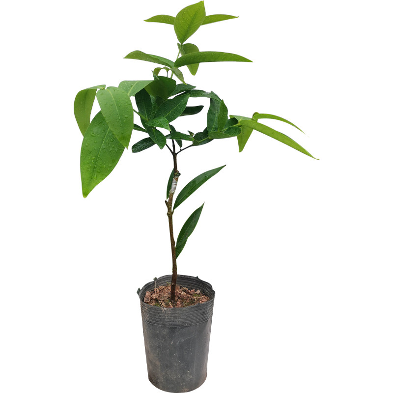 黑糖芭比莲雾南北方种植