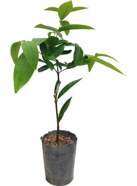 黑糖芭比莲雾南北方种植
