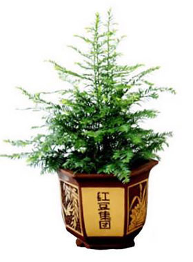 短叶红豆杉 短毛红豆杉 日本小叶红豆杉 红豆杉 短毛杉