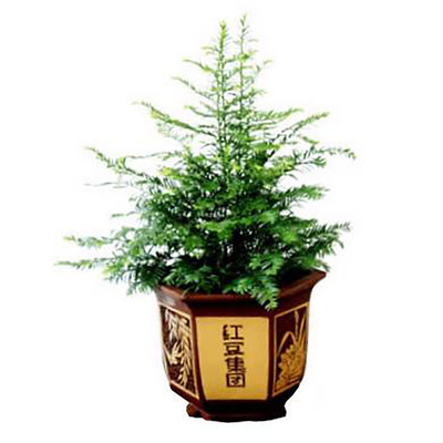 短叶红豆杉 短毛红豆杉 日本小叶红豆杉 红豆杉 短毛杉