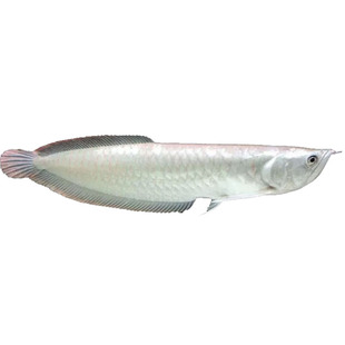 七彩银龙鱼幼苗黄化银龙鱼大型白子银龙淡水鱼红眼观赏鱼龙鱼聚财