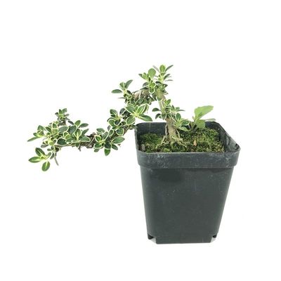 金边六月雪盆景悬崖小盆栽迷你