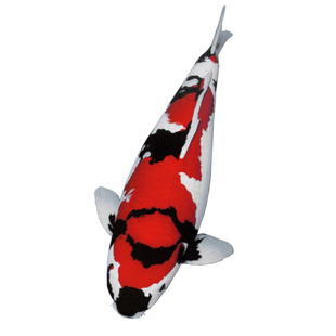 纯种日本锦鲤高端 黑熊血统 昭和锦鲤观赏鱼便宜好养金鱼活体巨型