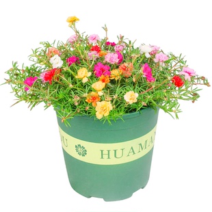 重瓣太阳花种子混色四季播种松叶牡丹花种子室内阳台盆栽易活花籽