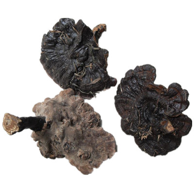 广西纯野生灵芝中朵紫灵芝