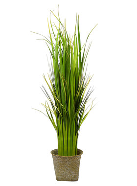 蒲叶盆栽北欧餐桌橱窗落地兰花草