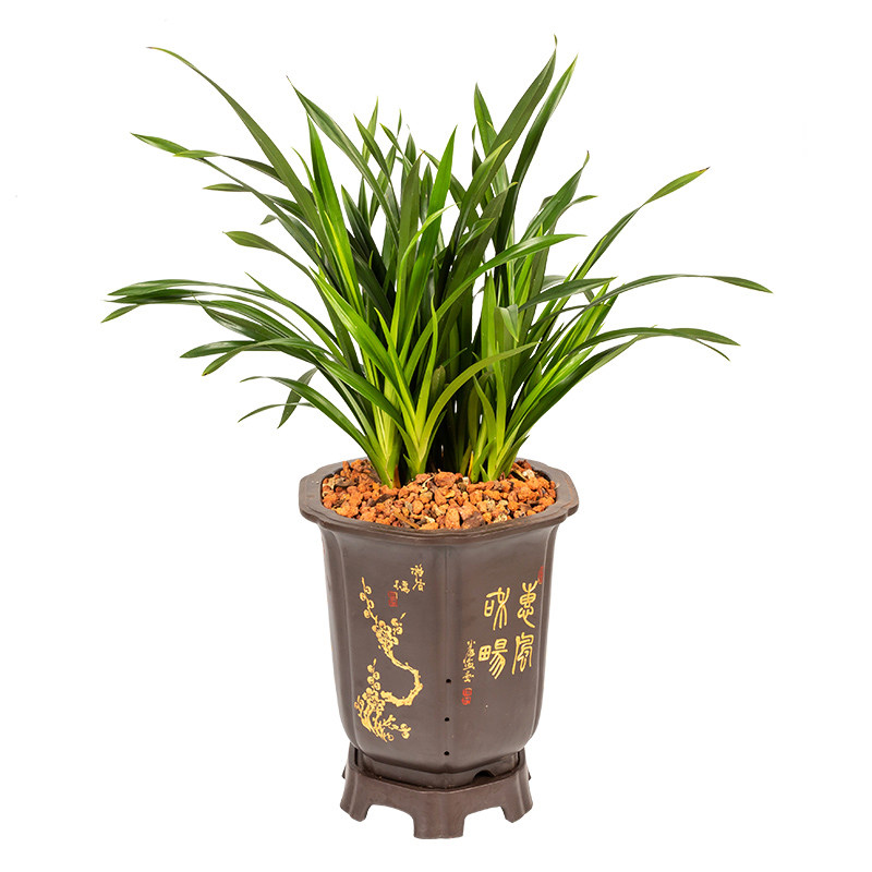 兰华苗浓香黄金神童爪建兰墨兰春兰蕙兰中国龙小神童四季兰花细叶