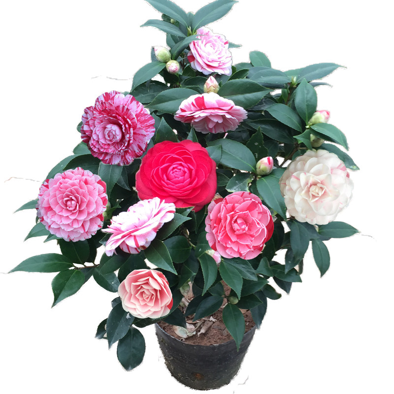 五色赤丹山茶花四季常青阳台