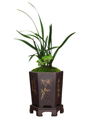 壮苗绿植绿植矮种壮苗盆栽兰花