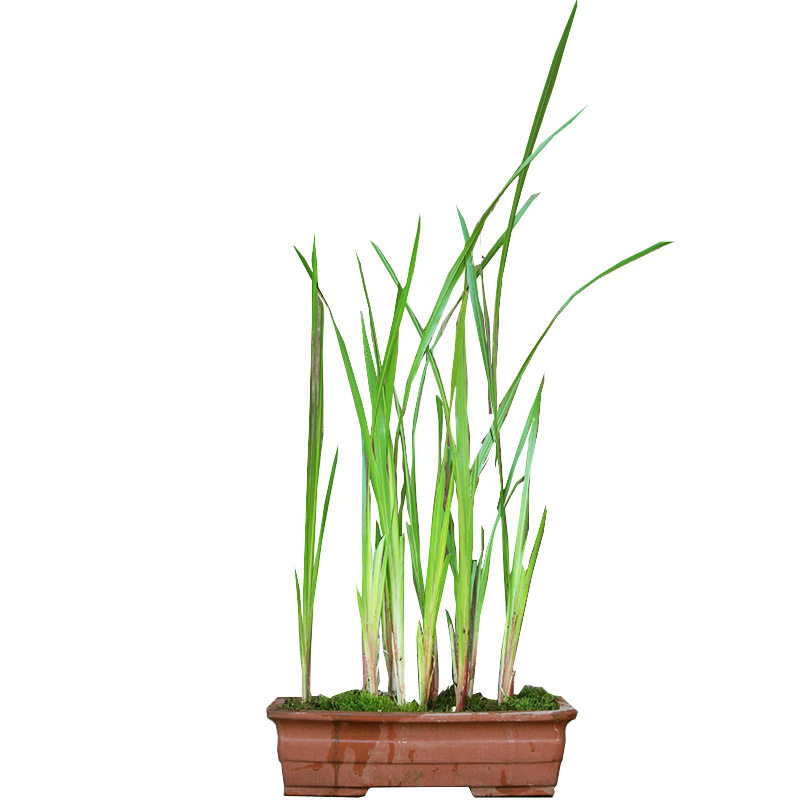 香菖蒲苗室外水培植物观赏池塘沼泽挺水室内盆栽驱蚊净化水菖蒲剑