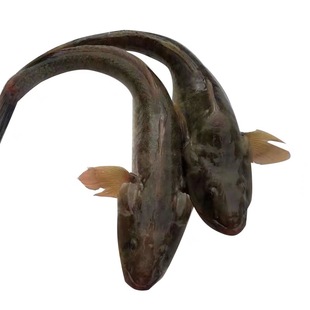 新鲜大号沙光鱼超大鲜活沙逛鱼小龙鱼海鲶鱼赛龙王刺少无冰扔巴鱼