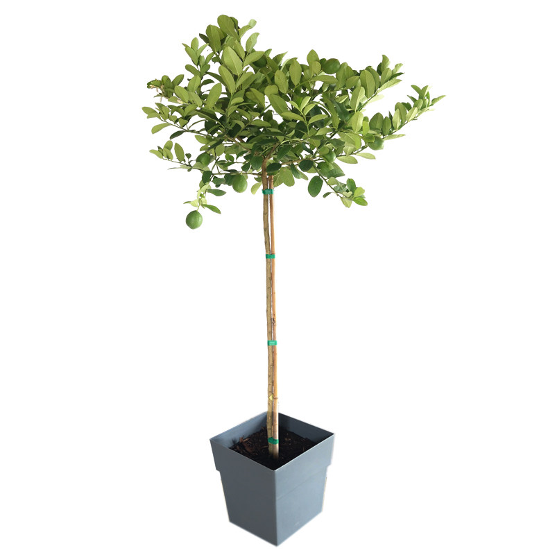 顺丰送货上门一物一拍带果高杆柠大型绿植/成品组合盆