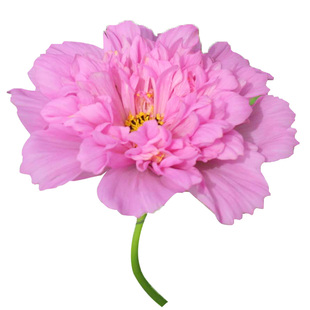 大花重瓣波斯菊花种子 植物室外阳台盆栽四季开花 易种格桑花种籽