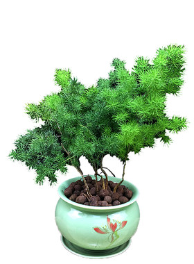 四季长青花语又称旺来蓬莱松盆栽