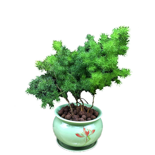 蓬莱松盆栽盆景苗 包邮植物四季长青室内植物 花语长寿又称旺来松