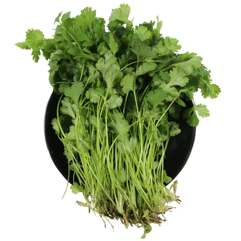 密农人家 密云新鲜香菜100g 农家种植 味道浓郁 新鲜采摘时令蔬菜