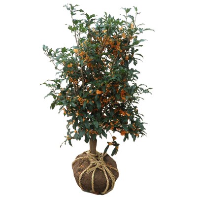 桂花树苗盆景流苏嫁接天香台阁