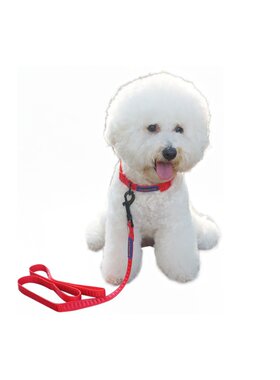 舒适中小型犬脖圈多色简单方便