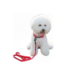 中小型犬狗狗链子宠物脖带尼龙项圈加牵引绳泰迪博美比熊金毛狗绳