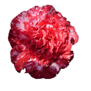 云斑大元帅名贵稀有福建龙岩复色茶花室内外阳台高档花卉绿植盆栽