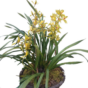 虎头兰碧玉红嘴鸥蕙兰绿鸟嘴兰花大宽叶兰花云南兰花大花惠兰