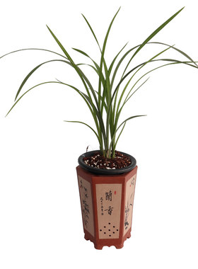 素心兰花卉苗绿植盆栽新品