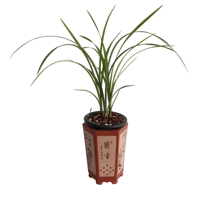 素心兰花卉苗绿植盆栽新品