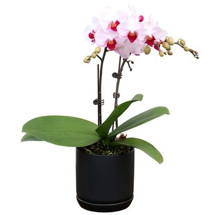 小丽花盆栽又名小丽菊、小理花 大丽花属菊科多年生球根草本植物