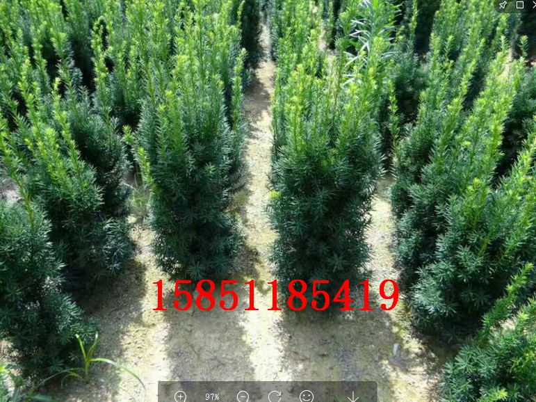 正宗曼地亚红豆杉1-1.3树苗地栽南方红豆杉四季青户外种植