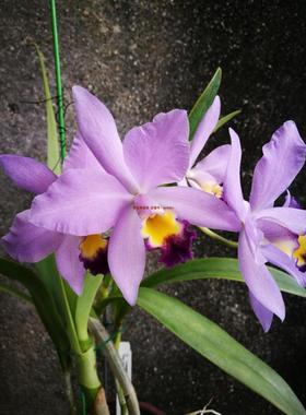 番茄雅韵堂C.rupestris X walkeriana X Tiny Treasure蓝色一号