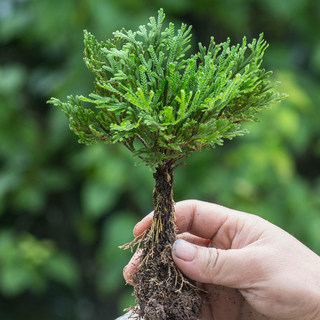 地养熟桩绿植卷柏办公室桌面微小型盆景栽九死还魂草假山植物包邮