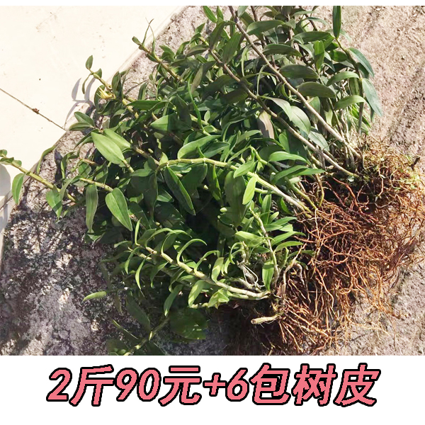 雁荡山铁皮石斛苗3年驯化枫斗苗室内石斛苗矮胖多肉绿色植物盆栽