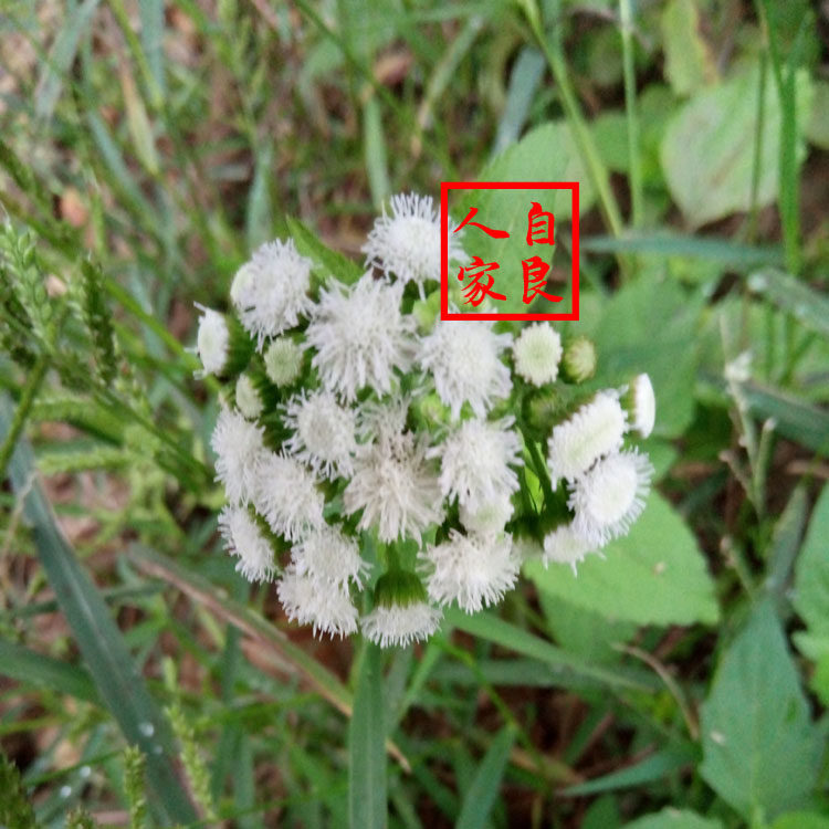 草药材白花臭草咸虾花消艳草止血草胜红薊新鲜现采野生无硫500g