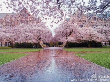 《 <span class='highlight'>西</span>雅图：明年来华大看樱花 》