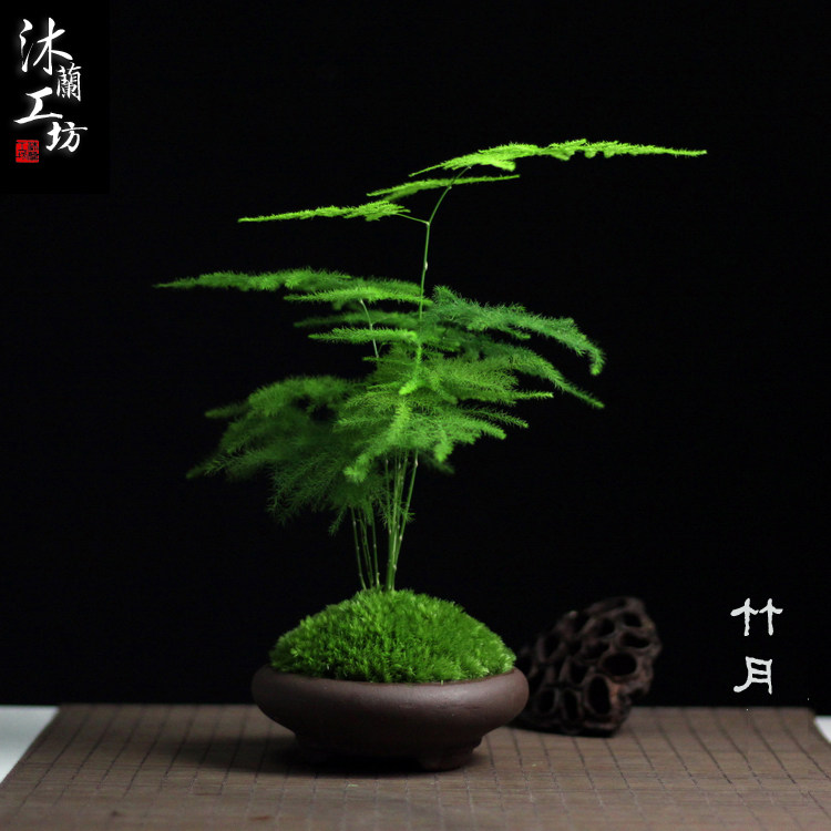 文竹小盆栽微型山水盆景苔藓微景观紫砂日式禅意中式茶桌办公桌面