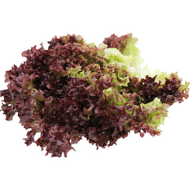 壹香 红叶生菜500g 罗莎红 紫叶生菜 新鲜沙拉蔬菜西餐轻食食材