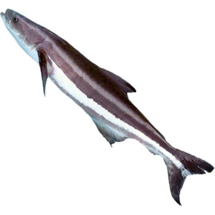 【调顺渔家】军曹鱼海龙鱼海甘鱼天然深海鱼冰冻海鲜水产礼盒3斤