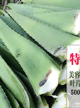库拉索可食用芦荟大叶片美容新鲜大叶子芦荟叶片盆栽多肉绿色植物