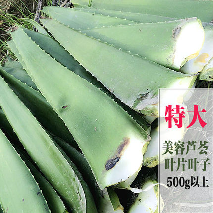 库拉索可食用芦荟大叶片美容新鲜大叶子芦荟叶片盆栽多肉绿色植物