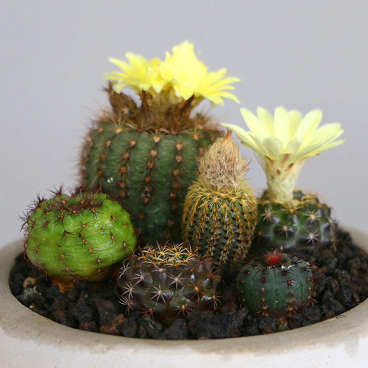 minipot园艺 折墨虾明石丸鹿角柱属实生仙人球开花美美观布置