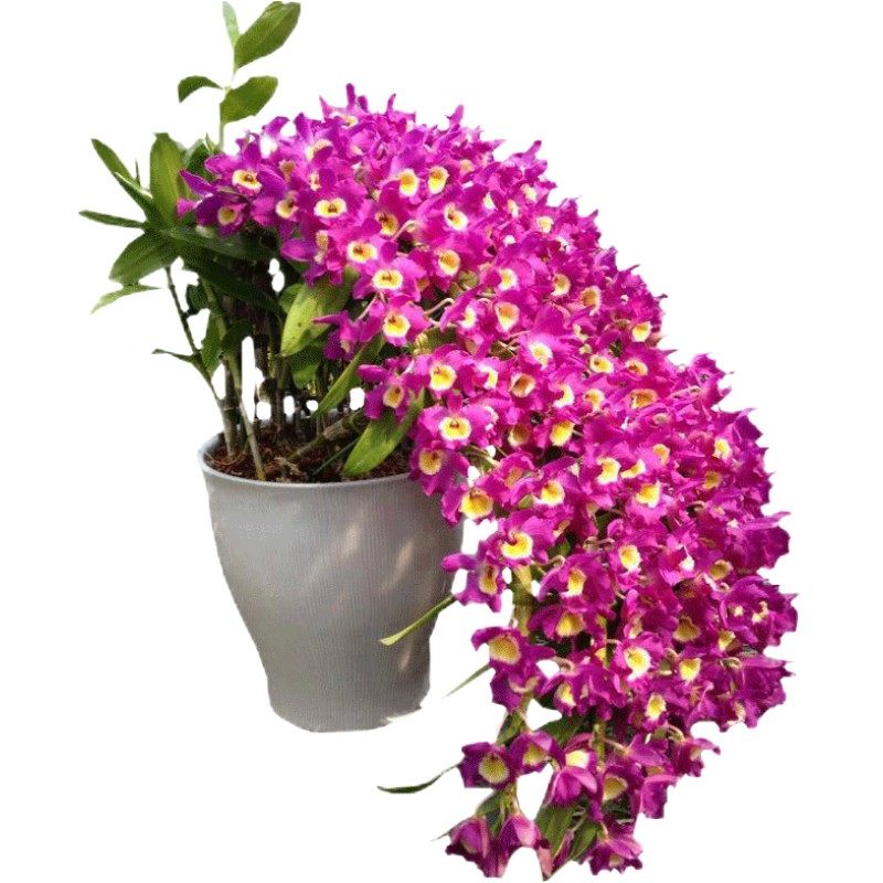 客厅铁皮石斛苗盆栽可食用兰花卉室内绿植植物吊兰盆栽盆景种植苗