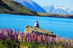 你不知道的新<span class='highlight'>西</span>兰，鲁冰花小镇特卡波