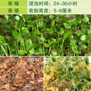 芽苗菜包邮无土栽培松柳麻豌豆白萝卜小麦油葵甜荞麦菜籽水培蔬菜