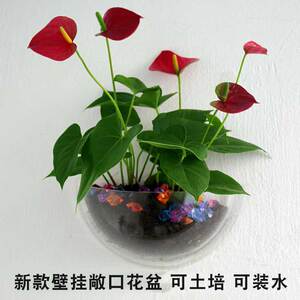 创意水养器皿透明壁挂水培花盆悬挂挂墙挂壁绿萝圆形花瓶植物居家