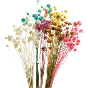 独步春/小雏菊干花花束真花天然小干花真花迷你天然客厅卧室装饰