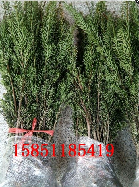 正宗曼地亚红豆杉小苗占地曼地亚树苗南北适宜植物南方红豆杉